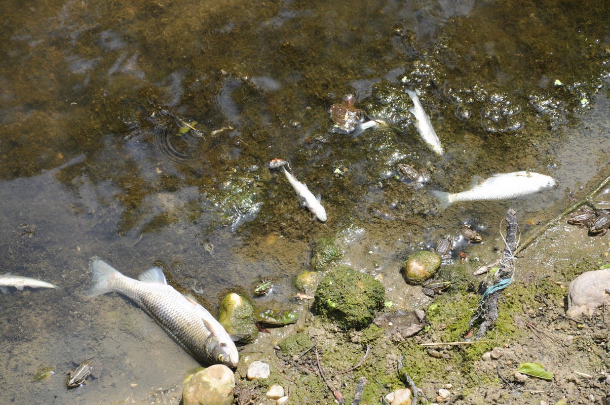 Dere Mahallesi Muhtarı Yavuz İşçioğlu, Yılmaz Mahallesi Muhtarı Zafer Şirin