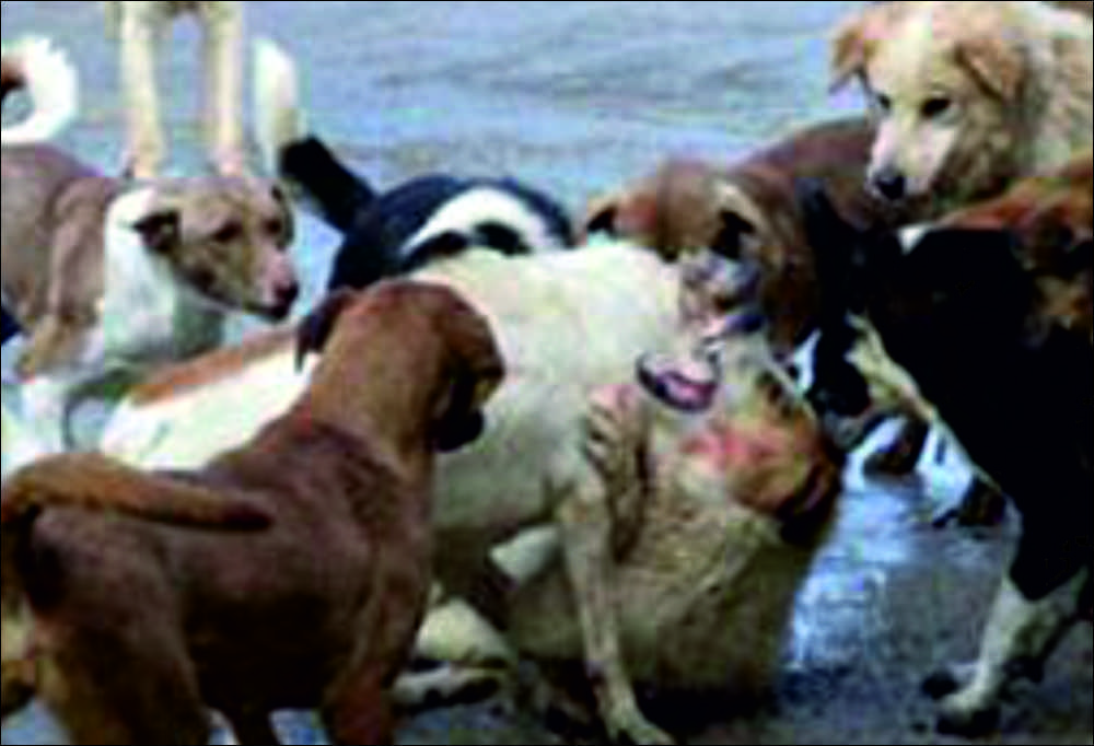 İlçemizde başıboş köpek terörü yaşanıyor. Sayıları her geçen gün artan