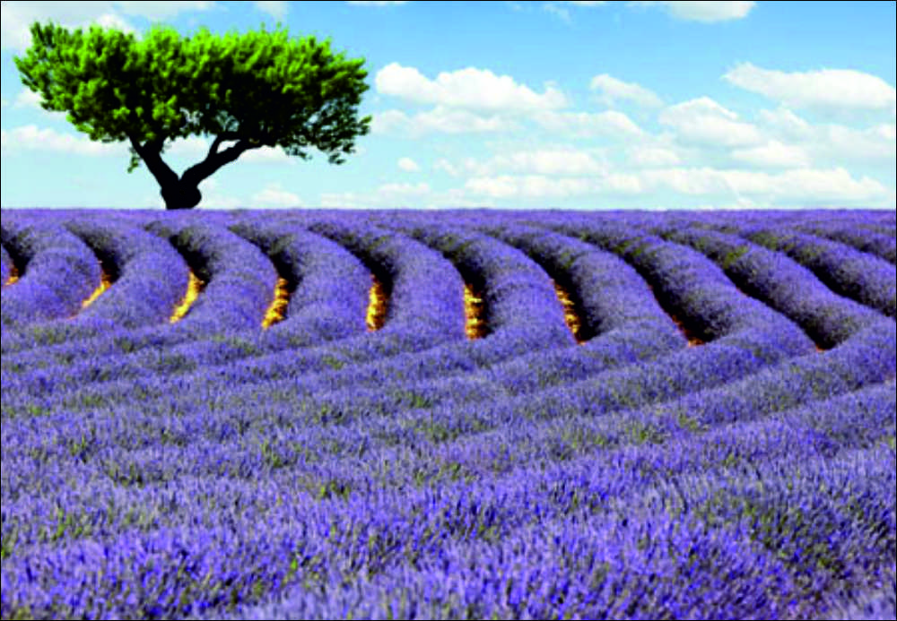 Isparta’nın Kuyucak köyünün lavanta üretimi ile ismini dünyaya duyurması sonrası