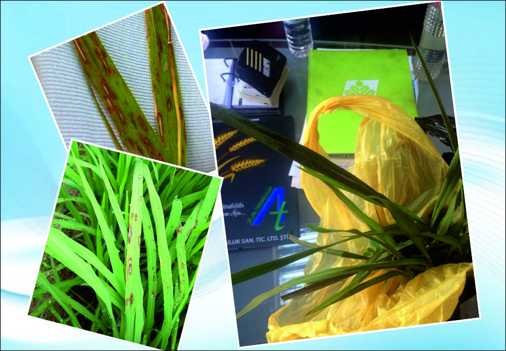 Uzunköprü’de çeltik üreticileri, tırtıldan sonra şimdi de yaprak yanıklığı hastalığı