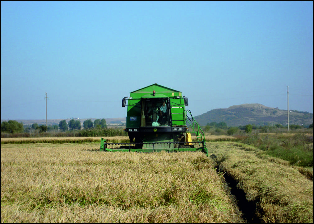 Edirne, Türkiye’de çeltik üretilen kentler arasında ilk sırada yer aldı.