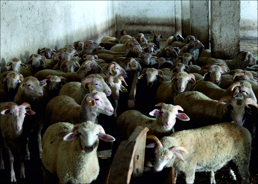Türkiye Damızlık Koyun Keçi Yetiştiricileri Merkez Birliği Yönetim Kurulu Üyesi