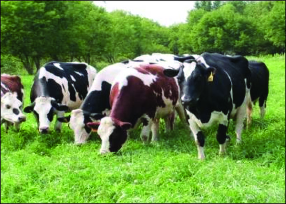 Et ve Süt Kurumu yetiştiricilerin besilik dana ithalatını karşılamak üzere