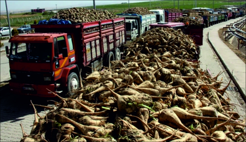 Başbakan Binali Yıldırım tarafından dün açıklanan pancar taban fiyatları konusunda