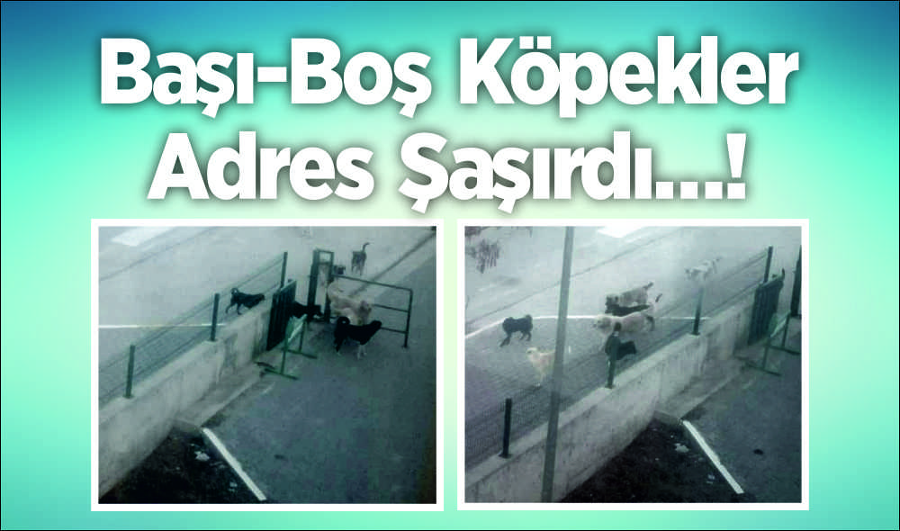 Uzunköprü’de sayıları her geçen gün artan sokak köpekleri, bu sefer