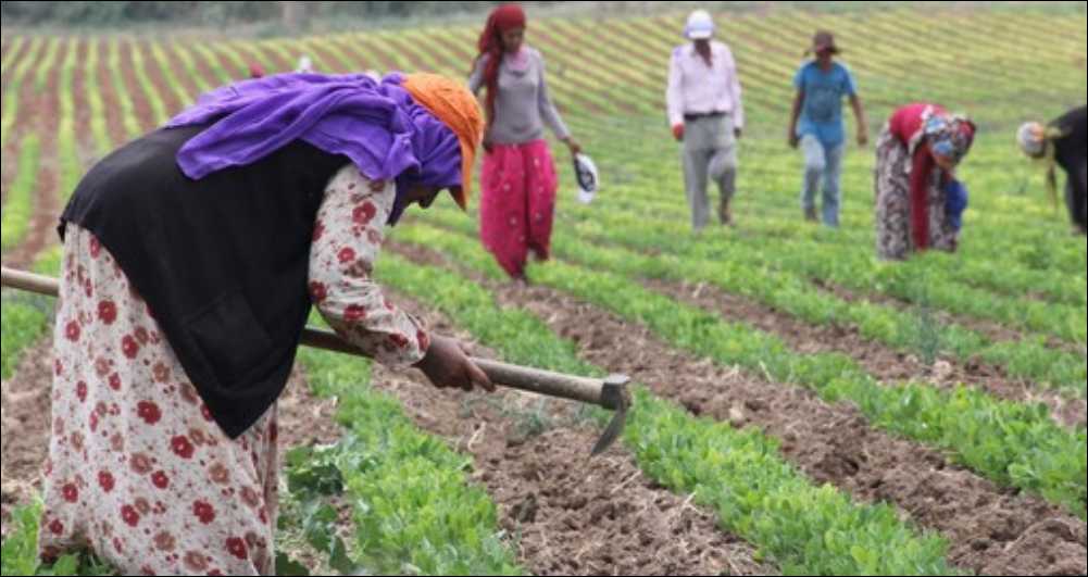Geçimlerini demircilik, kalaycılık ve sepetçilik yaparak sağlayan Roman aileler, mesleklerinin
