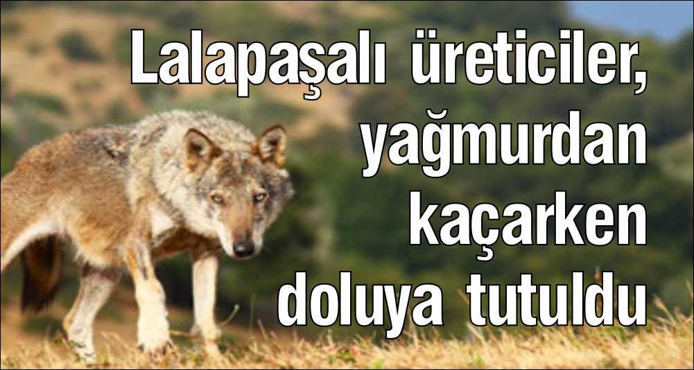 Domuzlarla mücadele etmek amacıyla 2003 yılında Lalapaşa Bölgesi’ne iki çift