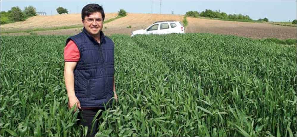 Sarı Pas’ın ardından bölgemizde buğday ürününde külleme ve septorya hastalığının