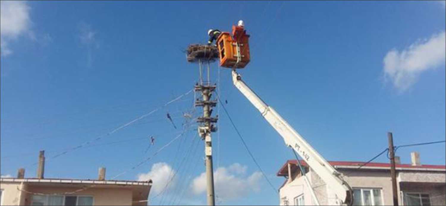 Trakya Elektrik Dağıtım A.Ş. (TREDAŞ), leyleklerin güvenliği sağlamak için elektrik