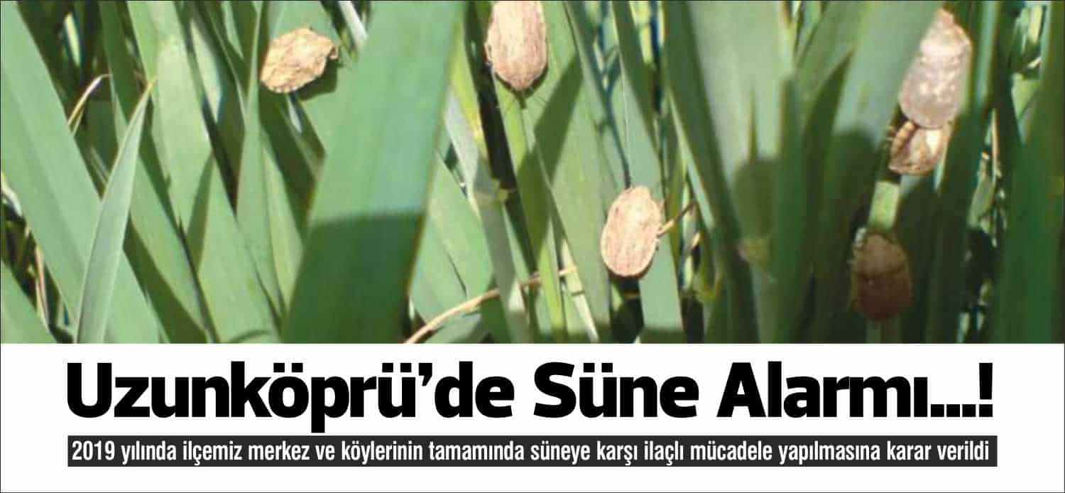 2019 yılında ilçemiz merkez ve köylerinin tamamında süneye karşı ilaçlı