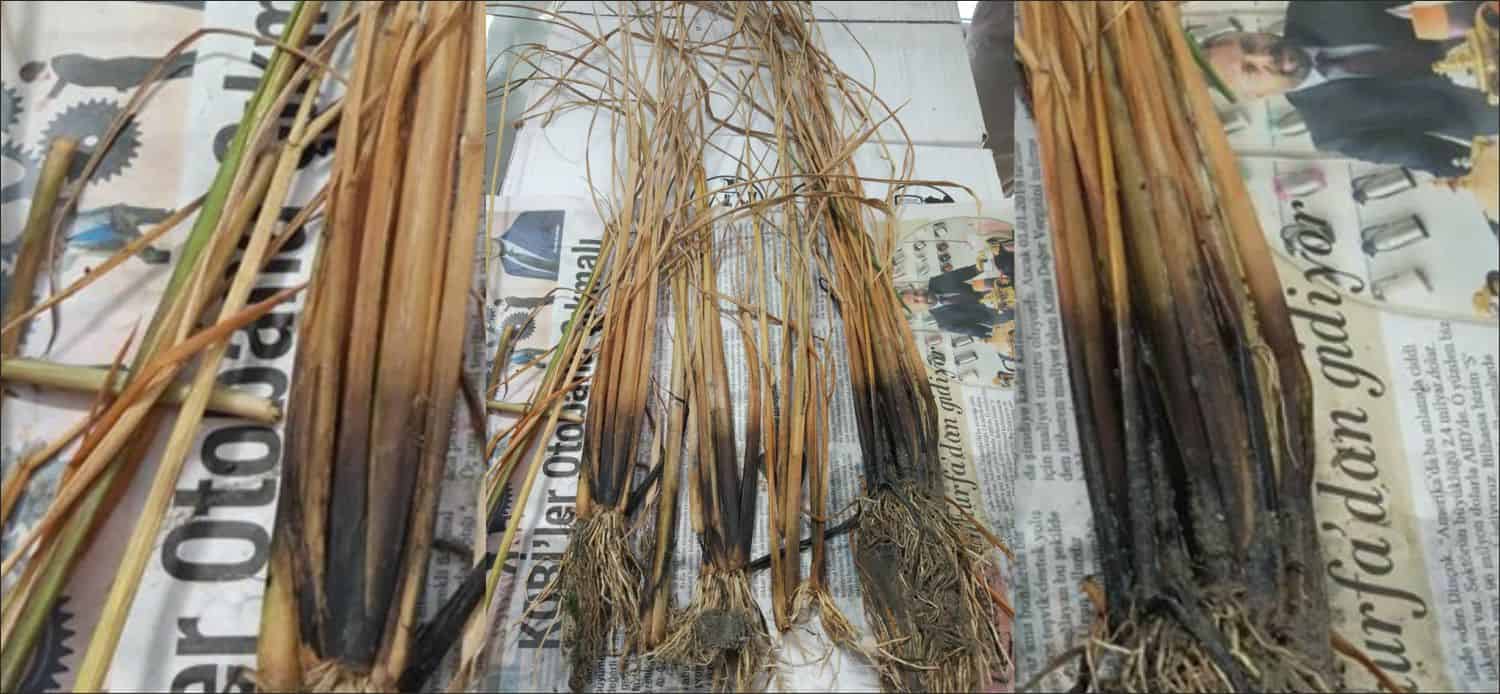 Uzunköprü Ziraat Odası son dönemde Çeltik ürününde görülmeye başlanan Kök