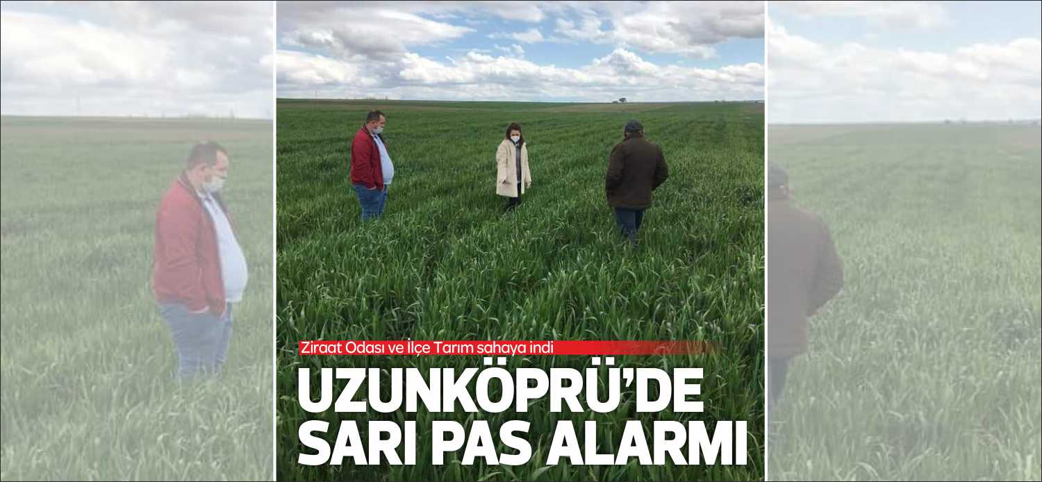 Geçtiğimiz yıllarda da Uzunköprülü üreticileri tedirgin eden buğdayda sarı pas