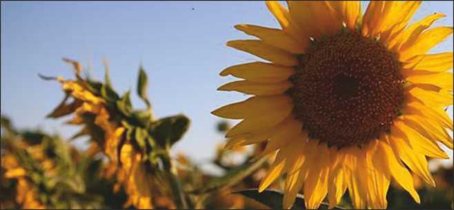 2021 yılında yürütülecek olan Tarım Arazilerinin Kullanımının Etkinleştirilmesi Projesi kapsamında