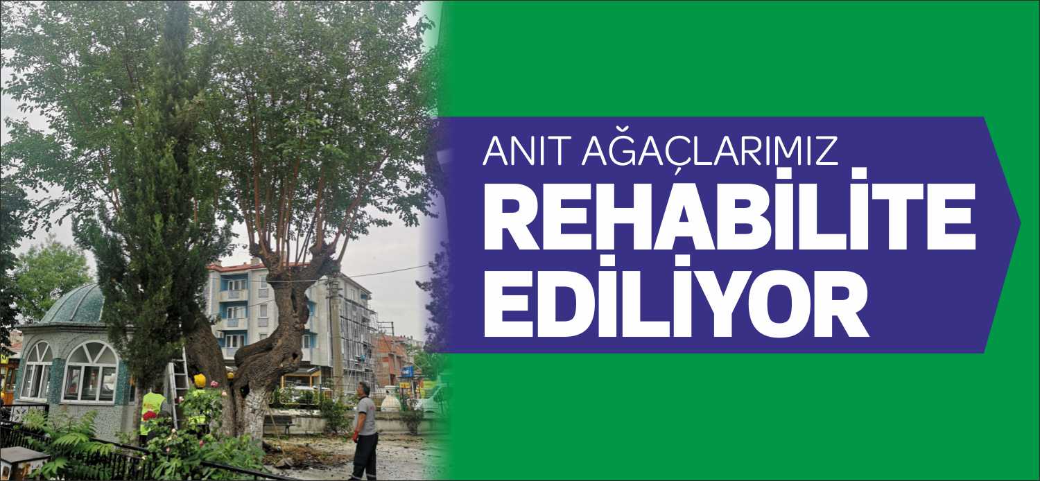 Tabiat Varlıklarını Koruma Genel Müdürlüğünce uygun nitelikteki ağaçlar, anıt ağaç