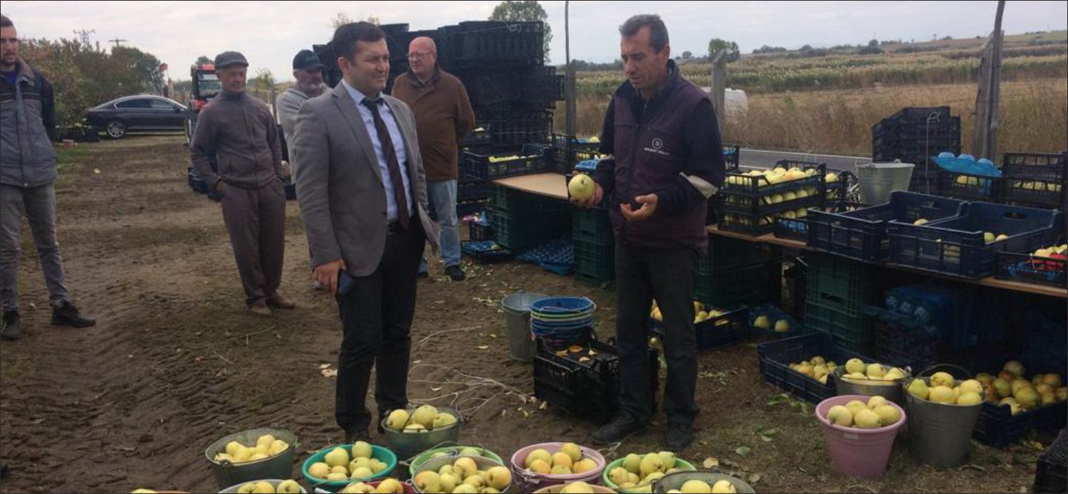 Altınyazı köyünde iriliği, lezzeti ve 1 kiloya varan ağırlığı ile