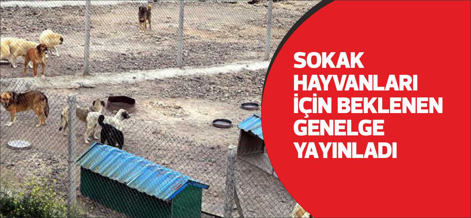 Türkiye’de yerel yönetimlerin başıboş bıraktığı sokak köpekleri veya sahipleri tarafından