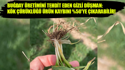 Buğday üretiminde ciddi verim kayıplarına yol açabilen “kök ve kök