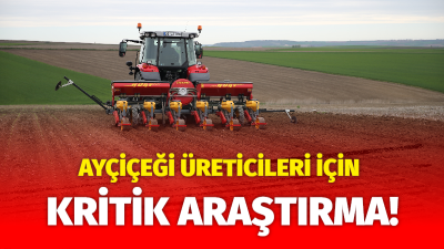 Edirne'de Ayçiçeği İçin Toprağın Sırrı Çözülüyor. Hangi Ekim Yöntemi Daha