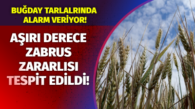 Tekirdağ Namık Kemal Üniversitesi (NKÜ) Ziraat Fakültesi Tarla Bitkileri Bölümü