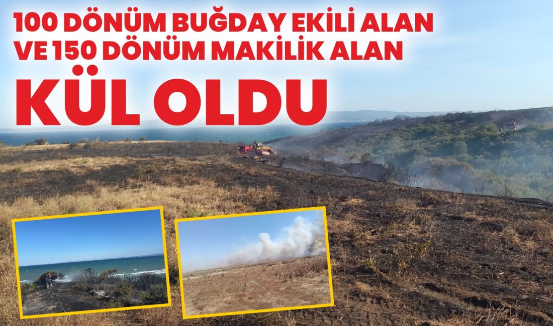 Gelibolu'da çıkan yangında, 100 dönüm buğday ekili alan ve 150