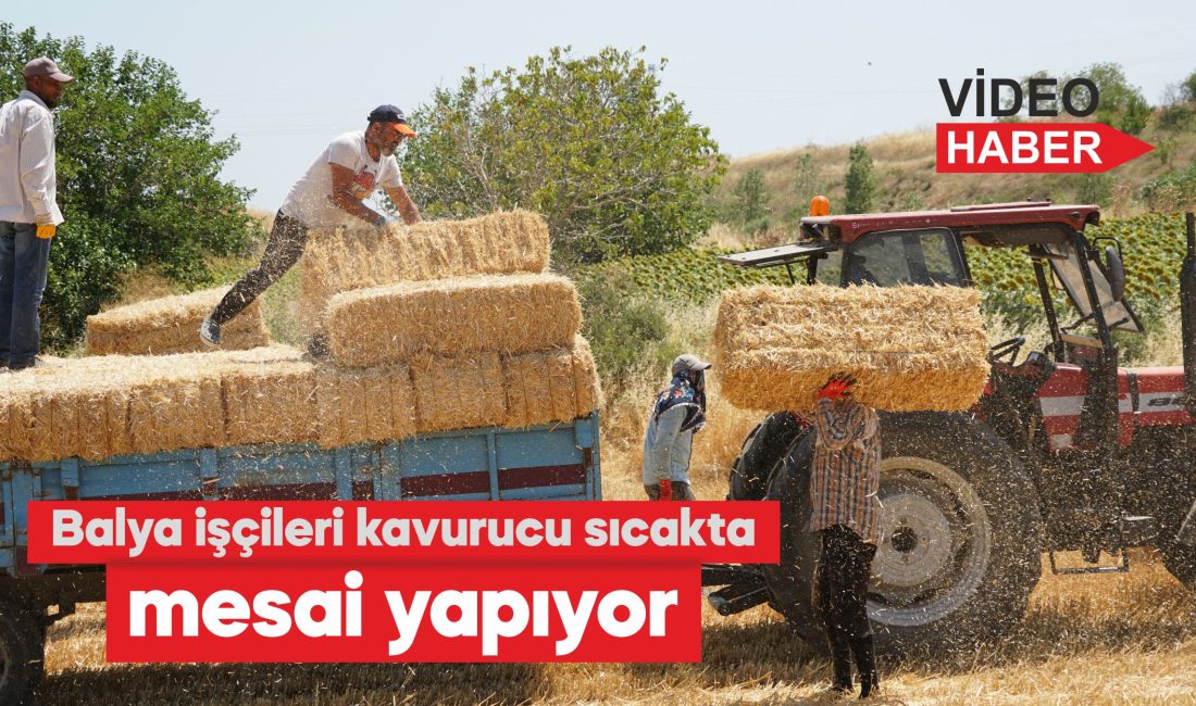 Türkiye'nin önemli tahıl üretim merkezlerinden Trakya'da hasat yapılan buğday tarlalarında