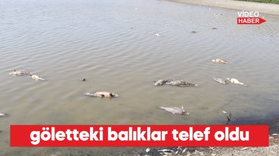 Balık Ölümleri: Kuraklığın Etkileri