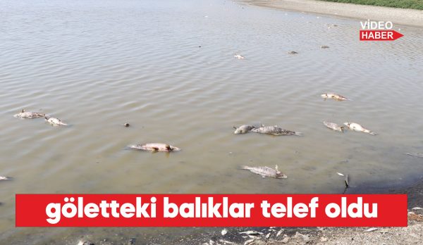Balık Ölümleri: Kuraklığın Etkileri