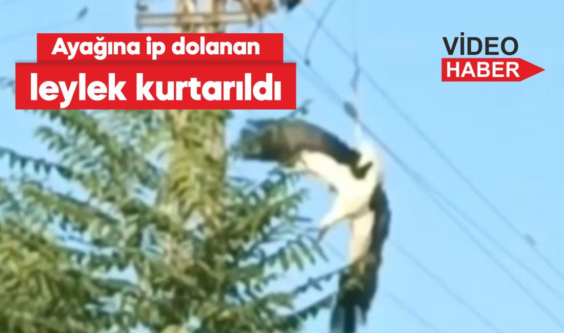 Edirne'de ayağına ip dolandığı için yuvasında mahsur kalan leylek elektrik