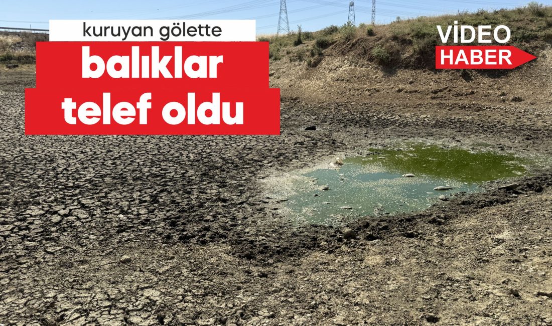 Yaz aylarının kurak geçmesi nedeniyle suların çekildiği Çakıl Göleti'nde çok