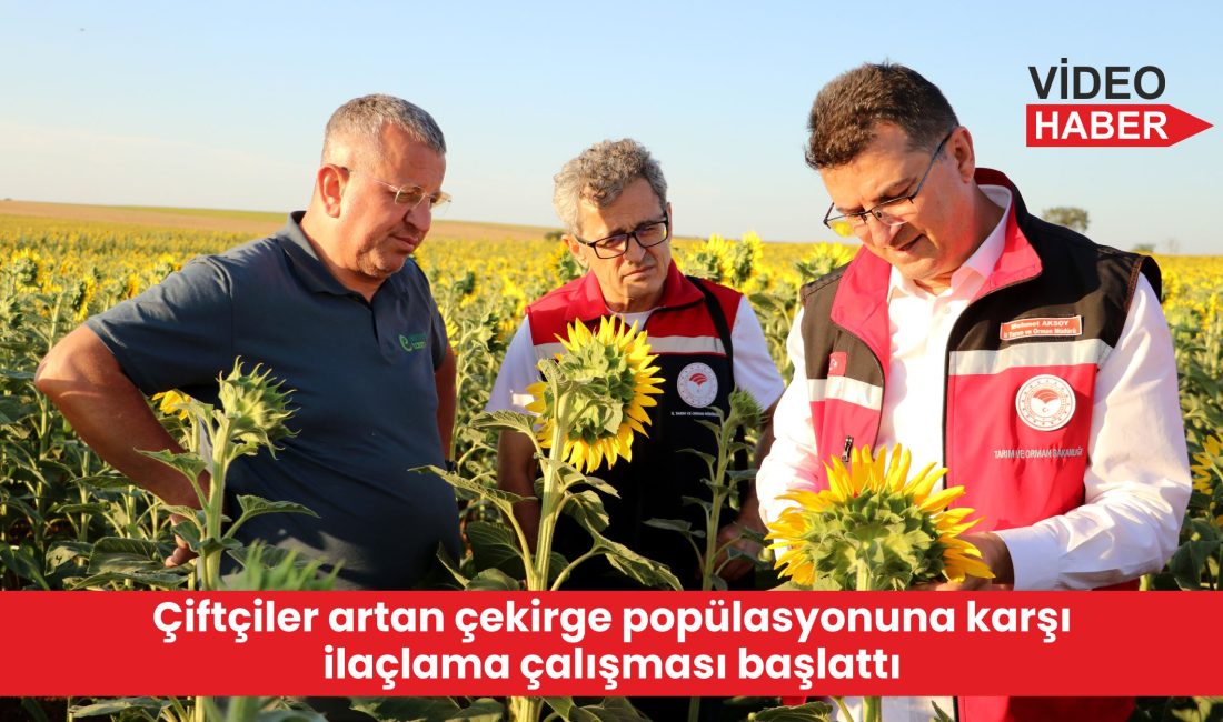 Bazı tarlalarda görülen çekirgelere karşı ayçiçeği ekili tarlalarda ilaçlama çalışması