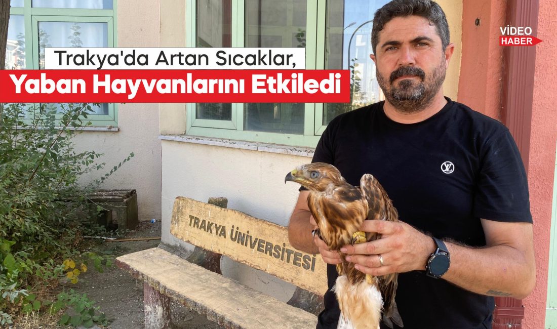 Aşırı sıcaklarda bitkin düşen yaban hayvanları tedavi sonrası doğaya bırakılıyor