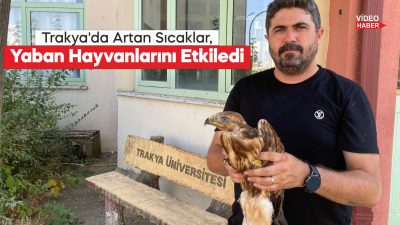 Aşırı sıcaklarda bitkin düşen yaban hayvanları tedavi sonrası doğaya bırakılıyor