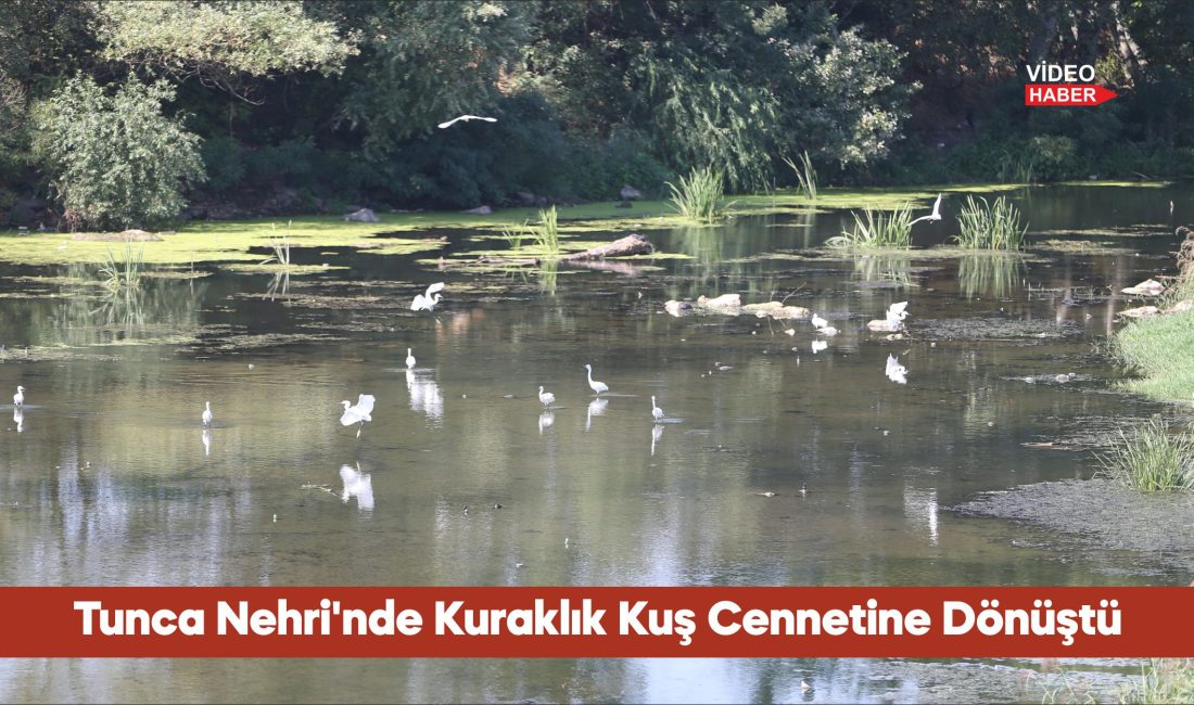 Edirne'de kuraklık nedeniyle su seviyesi düşen Tunca Nehri yatağında oluşan