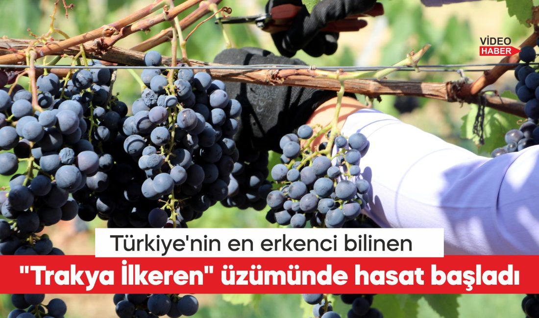Tekirdağ Bağcılık Araştırma Enstitüsünde, Türkiye'nin en erkenci üzümü olarak bilinen