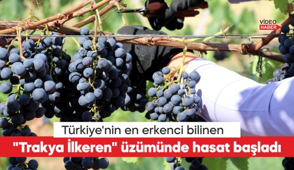 Tekirdağ Bağcılık Araştırma Enstitüsünde, Türkiye'nin en erkenci üzümü olarak bilinen