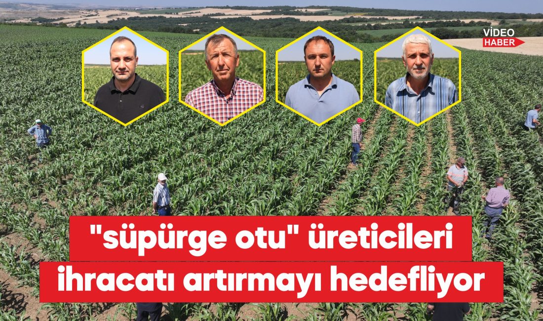 Uzunköprü ilçesine bağlı köylerinde kuraklığa dayanıklılığıyla bilinen süpürge otu üretiminin