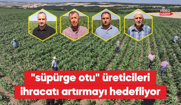 Uzunköprü ilçesine bağlı köylerinde kuraklığa dayanıklılığıyla bilinen süpürge otu üretiminin