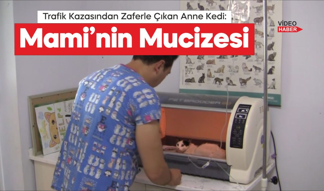 Çanakkale'nin Eceabat ilçesinde bir aracın çarpması sonucu kalçası kırılan hamile
