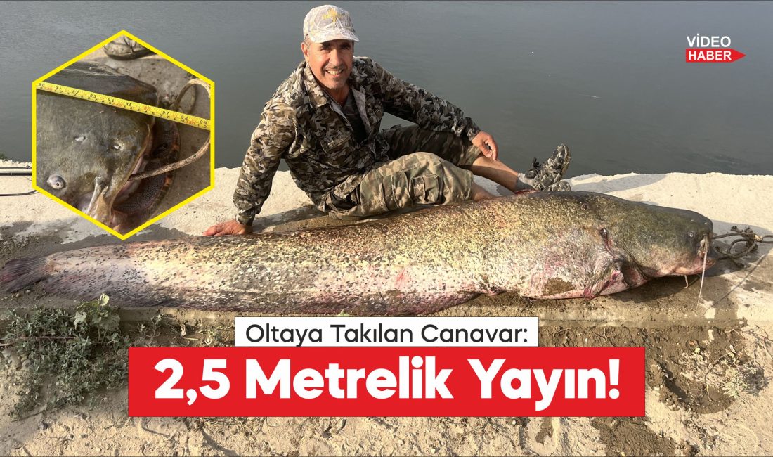 Edirne'de Meriç Nehri'nde, oltayla yaklaşık 2,5 metre boyunda 100 kilogram