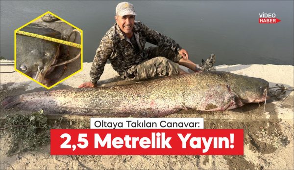 Edirne'de Meriç Nehri'nde, oltayla yaklaşık 2,5 metre boyunda 100 kilogram