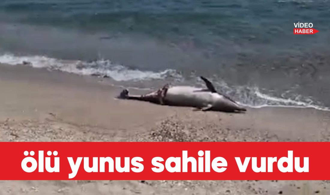Tekirdağ’ın Süleymanpaşa ilçesinde ölü yunus sahile vurdu. Altınova Mahallesi’nde sahilde