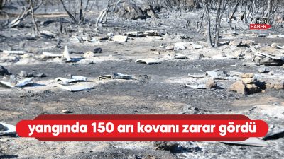 Çanakkale'nin Lapseki ilçesinde önceki gün çıkan arazi yangınında 150 arı