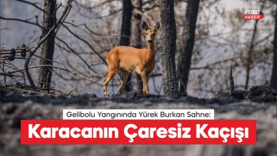 Çanakkale Gelibolu yangınında alevlerden kaçan karaca görüntülendi