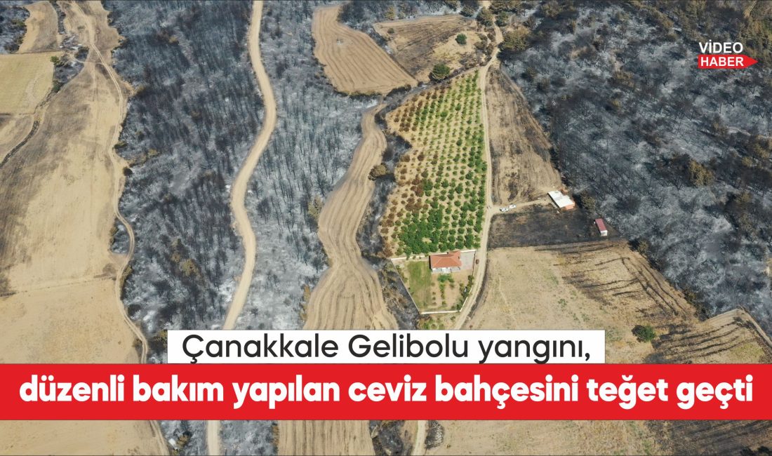 Çanakkale'de son haftalarda çıkan yangınların bazı tarım arazilerini teğet geçmesi,