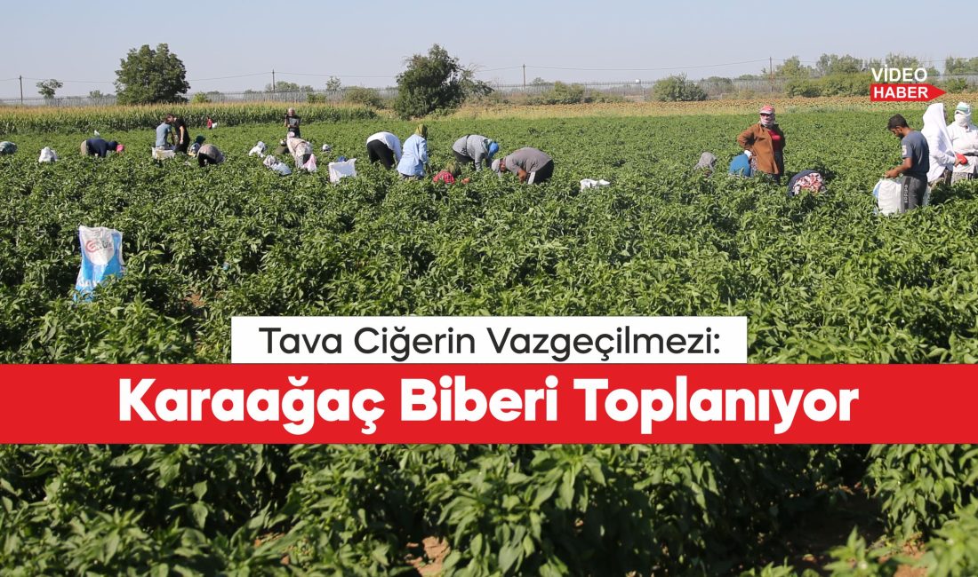 Edirne tava ciğerinin garnitürü Karaağaç acı biberinde hasat mesaisi başladı