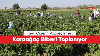 Edirne tava ciğerinin garnitürü Karaağaç acı biberinde hasat mesaisi başladı