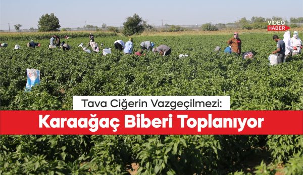 Edirne tava ciğerinin garnitürü Karaağaç acı biberinde hasat mesaisi başladı