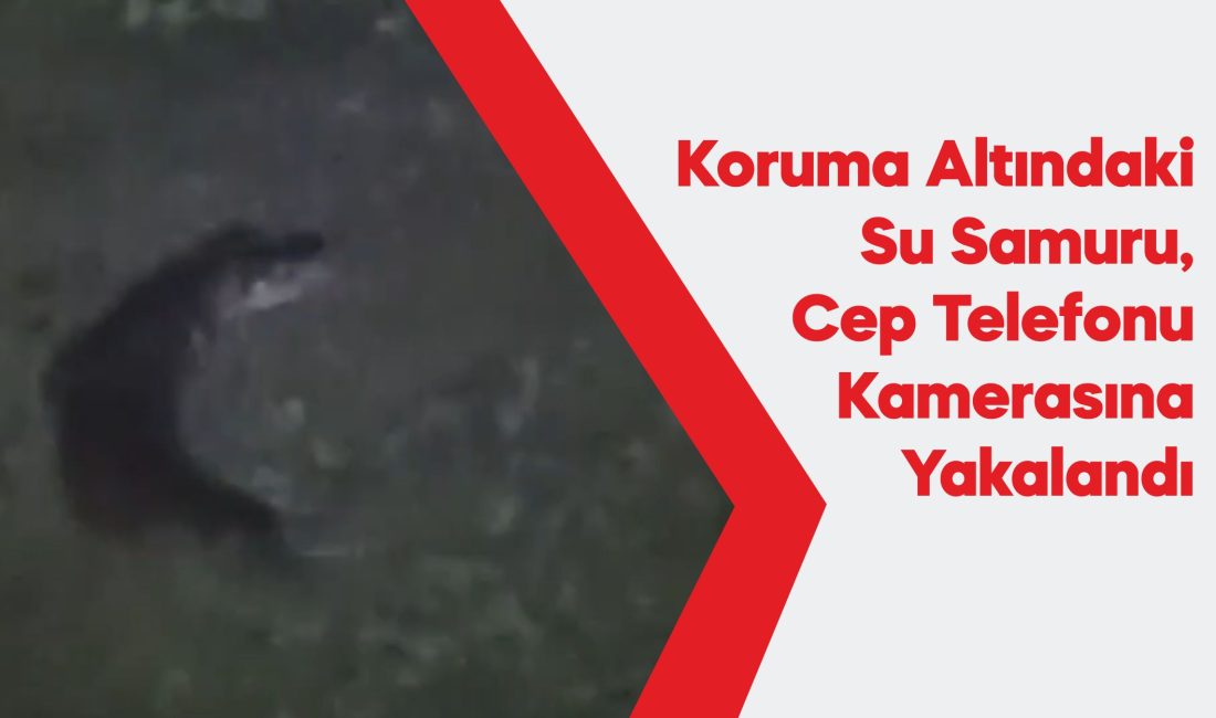 nesli tehlike altında bulunan su samuru cep telefonu kamerasıyla görüntülendi.