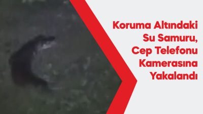 nesli tehlike altında bulunan su samuru cep telefonu kamerasıyla görüntülendi.