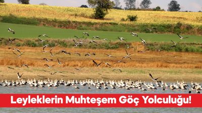 Sonbaharın yaklaşmasıyla güney yarım küreye göç etmeye başlayan leylekler, Tekirdağ